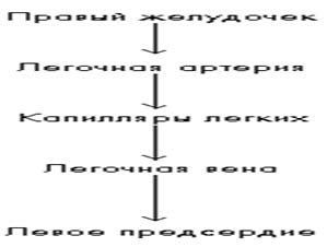 Конспект урока биологии для 9 класса "Кровообращение"