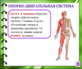 Конспект урока окружающего мира для 3 класса «Организм человека»