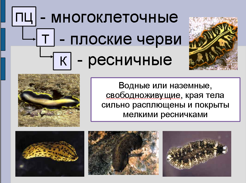 Урок для 7 класса по теме: "Плоские черви"