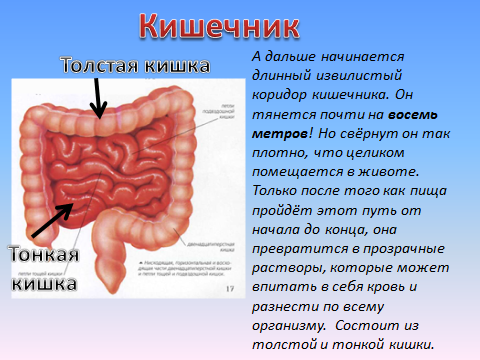 Конспект урока для 3 класса "Здоровое питание. Органы пищеварения"