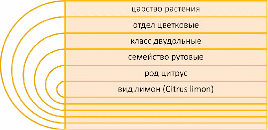 Конспект урока по общей биологии в 11 классе «Гибридизация цитрусовых»