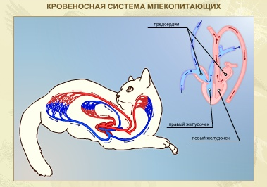 конспект урока и презентация по теме "Доказательства эволюции животных" 7 класс