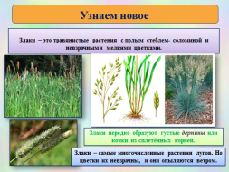 Конспект урока для 3 класса "Экосистема луга"