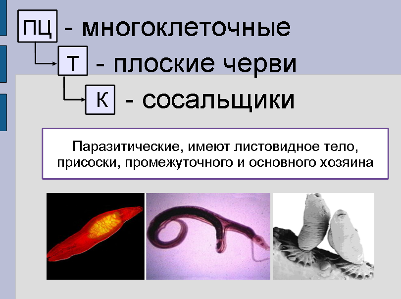 Урок для 7 класса по теме: "Плоские черви"