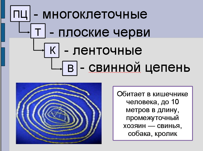 Урок для 7 класса по теме: "Плоские черви"