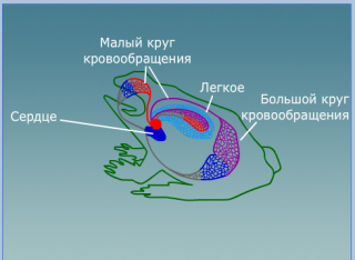 конспект урока и презентация по теме "Доказательства эволюции животных" 7 класс