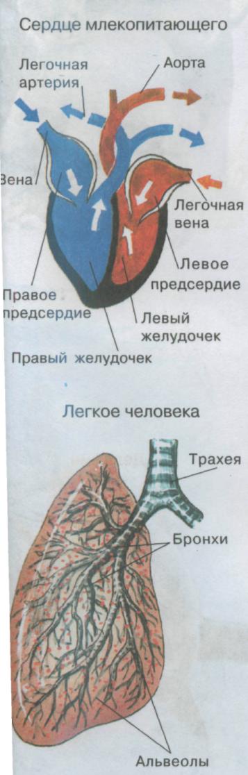 Урок по теме: "ВНУТРЕННЕЕ СТРОЕНИЕ МЛЕКОПИТАЮЩИХСЯ: ПИЩЕВАРИТЕЛЬНАЯ, ДЫХАТЕЛЬНАЯ, КРОВЕ-НОСНАЯ И ВЫДЕЛИТЕЛЬНАЯ СИСТЕМЫ" для 7 класса