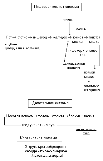 Урок по теме: "ВНУТРЕННЕЕ СТРОЕНИЕ МЛЕКОПИТАЮЩИХСЯ: ПИЩЕВАРИТЕЛЬНАЯ, ДЫХАТЕЛЬНАЯ, КРОВЕ-НОСНАЯ И ВЫДЕЛИТЕЛЬНАЯ СИСТЕМЫ" для 7 класса