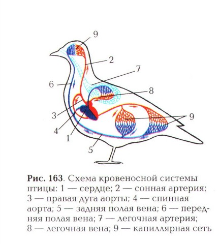 конспект урока и презентация по теме "Доказательства эволюции животных" 7 класс