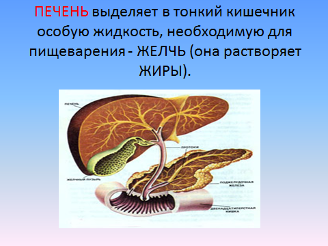 Конспект урока для 3 класса "Здоровое питание. Органы пищеварения"