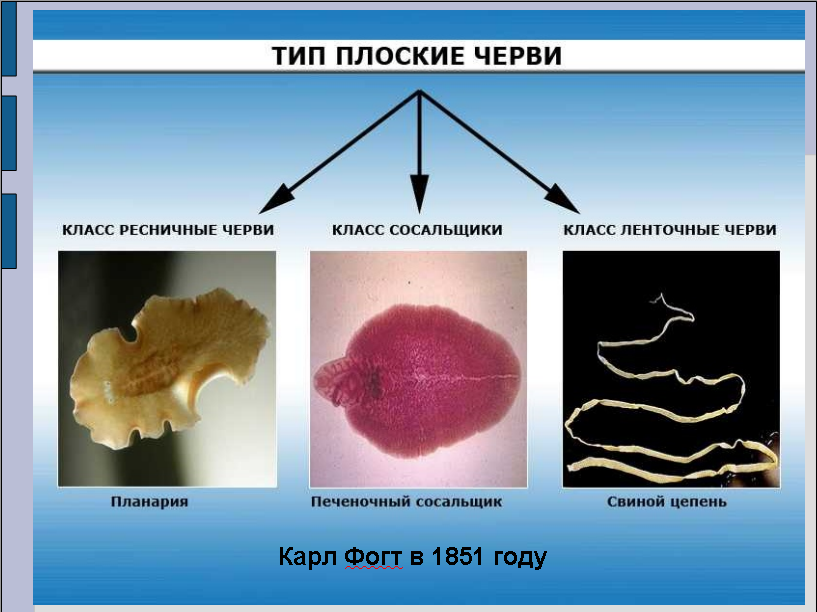 Урок для 7 класса по теме: "Плоские черви"