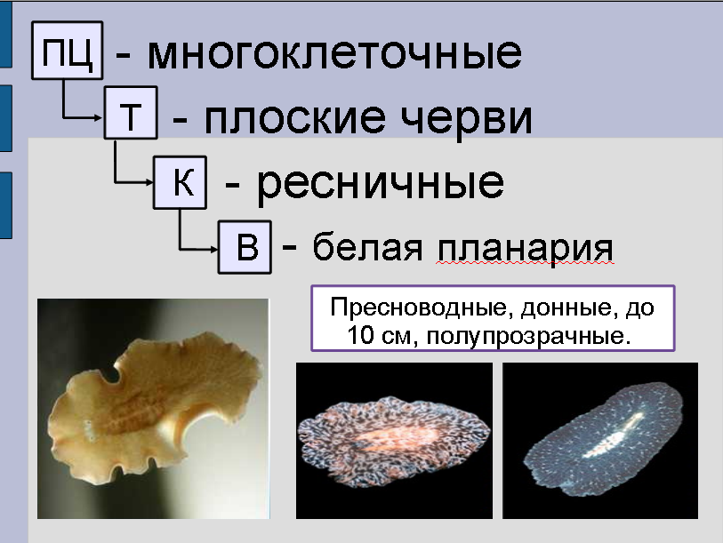 Урок для 7 класса по теме: "Плоские черви"