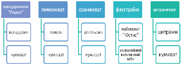 Конспект урока по общей биологии в 11 классе «Гибридизация цитрусовых»