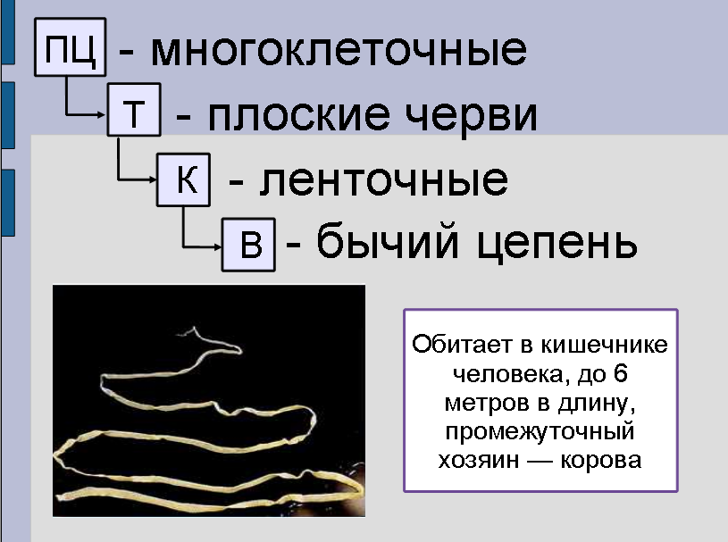 Урок для 7 класса по теме: "Плоские черви"