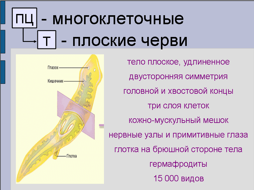 Урок для 7 класса по теме: "Плоские черви"