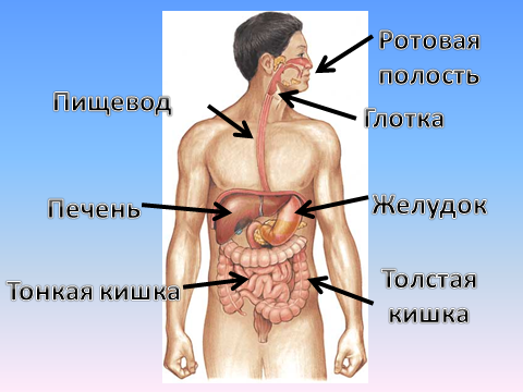 Конспект урока для 3 класса "Здоровое питание. Органы пищеварения"