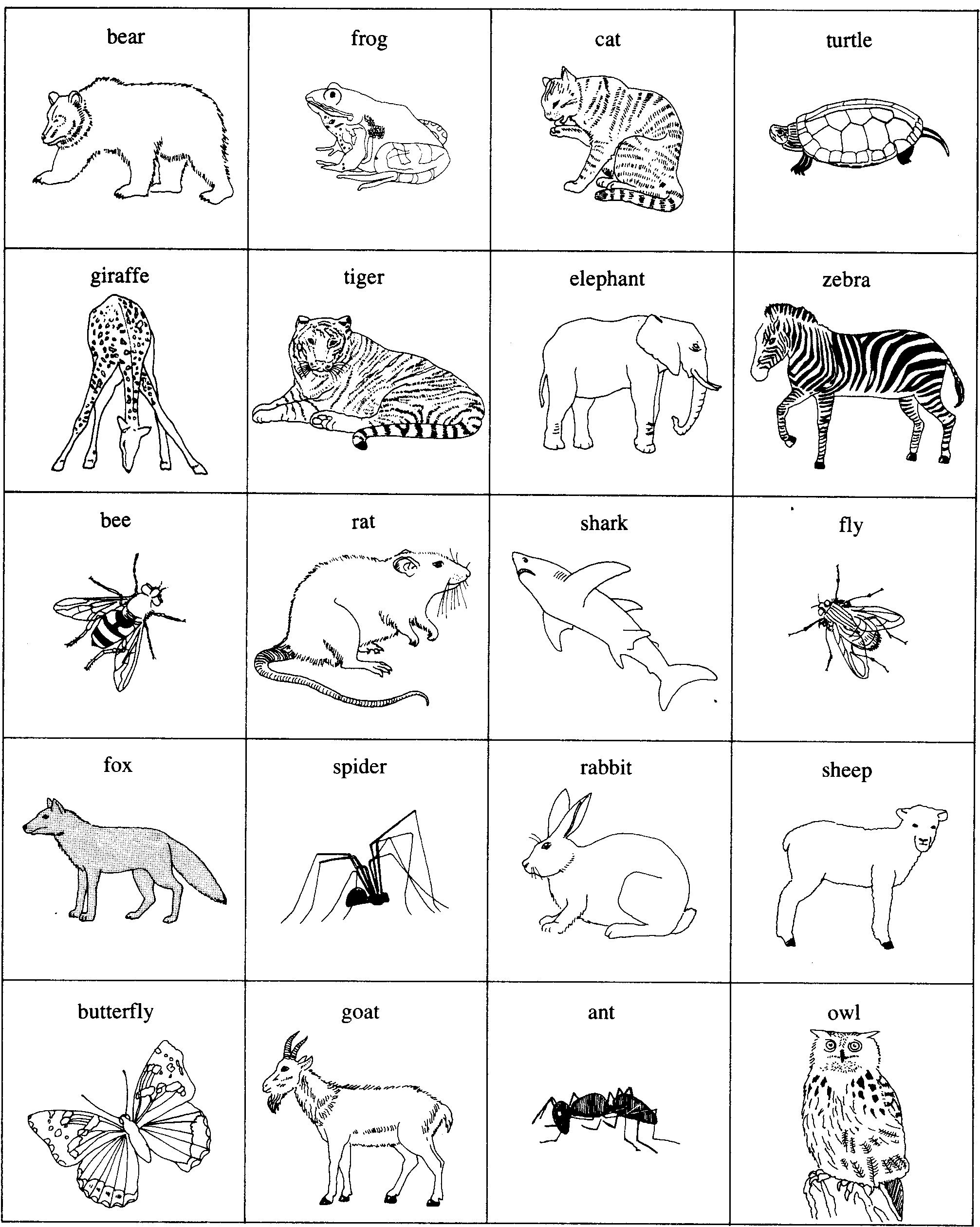 Конспект урока для 8 класса "Animal"