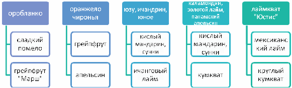 Конспект урока по общей биологии в 11 классе «Гибридизация цитрусовых»