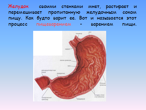 Конспект урока для 3 класса "Здоровое питание. Органы пищеварения"