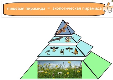 Конспект урока для 4 класса "Лес – природное сообщество"