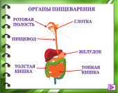 Конспект урока окружающего мира для 3 класса «Организм человека»