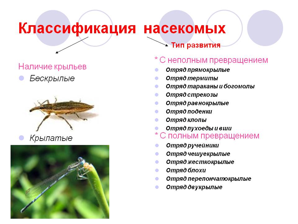 Конспект урока биологии для 7 класса "Класс насекомые. Отряд Перепончатокрылые