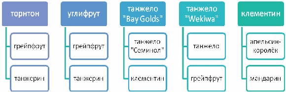 Конспект урока по общей биологии в 11 классе «Гибридизация цитрусовых»