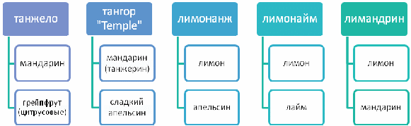 Конспект урока по общей биологии в 11 классе «Гибридизация цитрусовых»