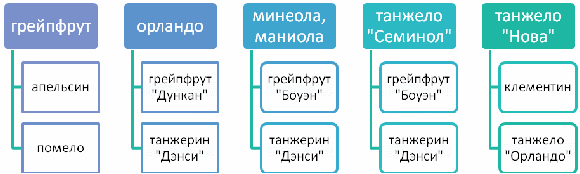 Конспект урока по общей биологии в 11 классе «Гибридизация цитрусовых»