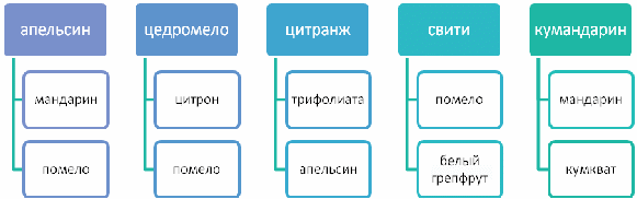 Конспект урока по общей биологии в 11 классе «Гибридизация цитрусовых»