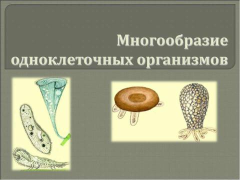 Презентация на тему "Многообразие одноклеточных организмов" по биологии