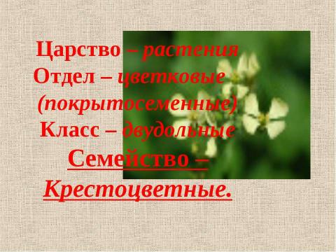 Презентация на тему "Царство – растения Отдел – цветковые (покрытосеменные) Класс – двудольные Семейство – Крестоцветные" по биологии