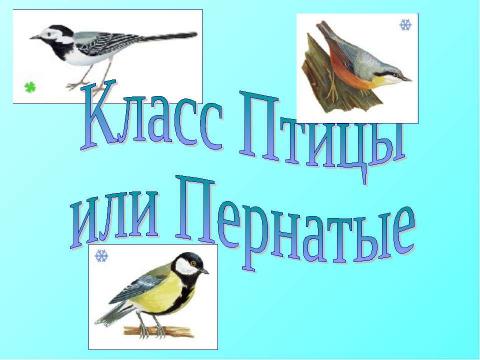 Презентация на тему "Класс Птицы или Пернатые" по биологии