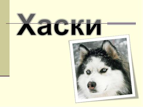 Презентация на тему "Хаски" по биологии