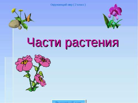 Презентация на тему "Части растения" по биологии