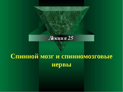 Презентация на тему "Cпинной мозг и спинномозговые нервы" по медицине