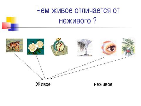 Презентация на тему "Чем живое отличается от неживого ?" по биологии