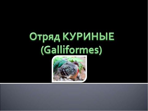 Презентация на тему "Отряд Куриные (Galliformes)" по биологии