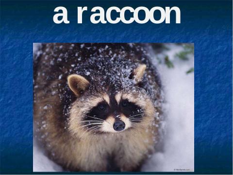 Презентация на тему "A raccoon" по английскому языку