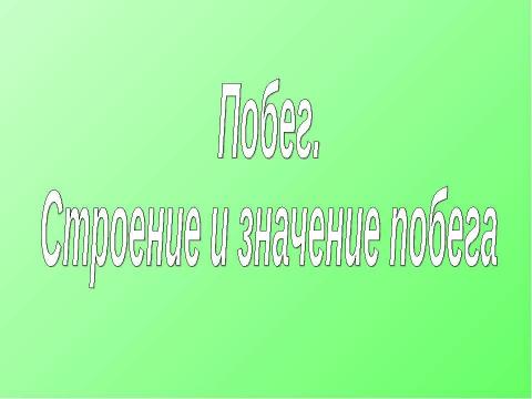 Презентация на тему "Побег. Строение и значение побега" по биологии