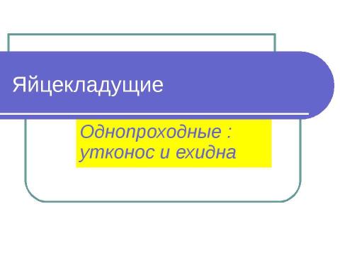 Презентация на тему "Яйцекладущие" по биологии