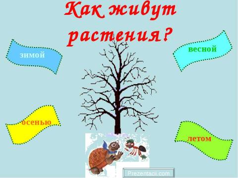 Презентация на тему "Как живут растения?" по биологии