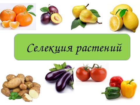 Презентация на тему "Селекция растений" по биологии