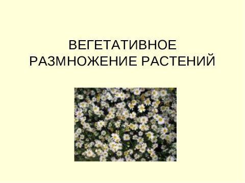 Презентация на тему "Вегетативное размножение растений" по биологии