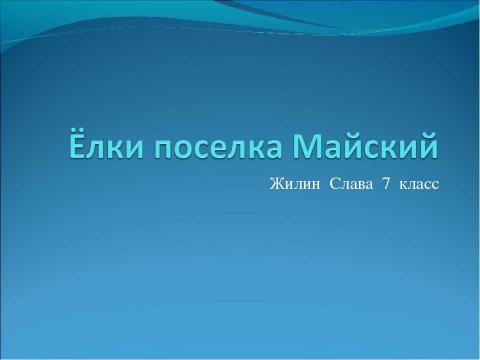 Презентация на тему "Ёлки поселка Майский" по биологии