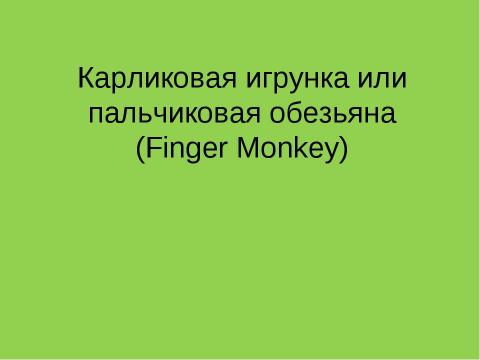 Презентация на тему "Карликовая игрунка или пальчиковая обезьяна (Finger Monkey)" по обществознанию