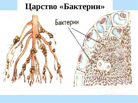 Презентация на тему "Половое и бесполое размножение организмов" по биологии