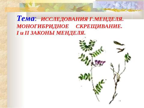 Презентация на тему "ИССЛЕДОВАНИЯ Г.МЕНДЕЛЯ. МОНОГИБРИДНОЕ СКРЕЩИВАНИЕ. I и II ЗАКОНЫ МЕНДЕЛЯ" по биологии