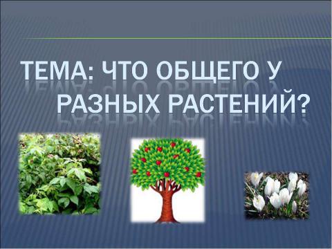 Презентация на тему "Что общего у разных растений?" по окружающему миру