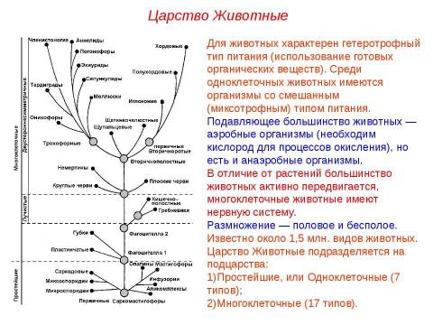 Презентация на тему "Подцарство Простейшие" по биологии